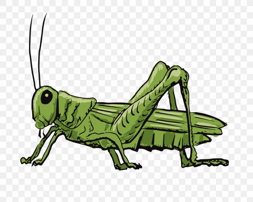 Grasshopper Stock Illustration Drawing Illustration, PNG, 1064x852px, Insect, Amphibian, Arthropod, Cartoon, Cricket Download Free