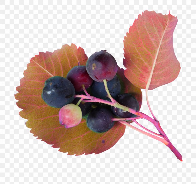 Juice Grape Blueberry, PNG, 2038x1909px, Juice, Albom, Berry, Blueberry, Fruit Download Free