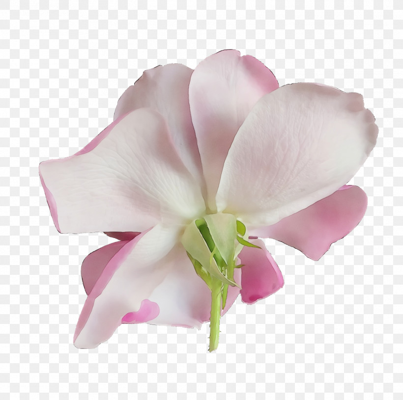 Moth Orchids Cut Flowers Petal Herbaceous Plant Pink M, PNG, 1448x1440px, Watercolor, Biology, Cut Flowers, Flower, Herbaceous Plant Download Free
