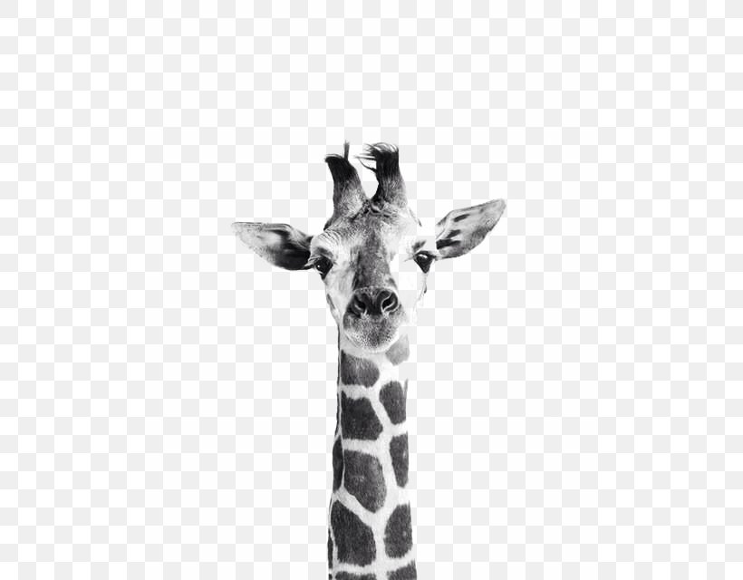 Northern Giraffe Photography Wallpaper, PNG, 500x640px, Northern Giraffe, Animalistika, Beauty Box, Black And White, Giraffe Download Free