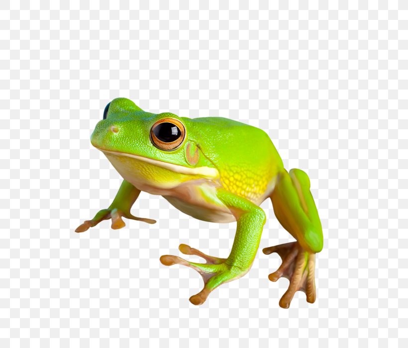 American Bullfrog True Frog Toad, PNG, 535x700px, American Bullfrog, Amphibian, Bullfrog, Coreldraw, Frog Download Free