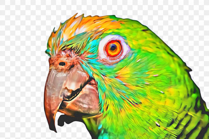 Bird Parrot, PNG, 2448x1632px, Macaw, Beak, Bird, Budgie, Closeup Download Free