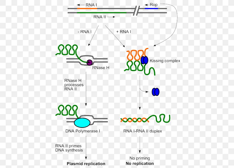ColE1 Plasmid Origin Of Replication DNA Replication PBR322, PNG, 450x589px, Plasmid, Area, Bacteria, Diagram, Dna Download Free