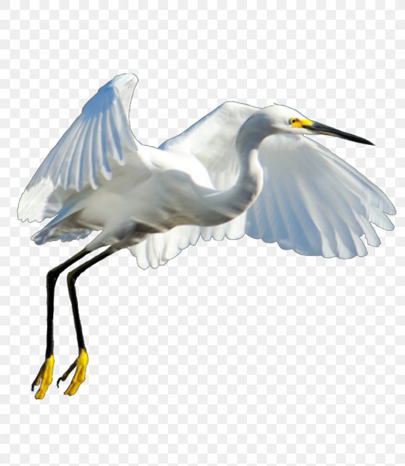 Great Egret Heron Bird Crane, PNG, 1080x1245px, Great Egret, Ardeoj, Beak, Bird, Charadriiformes Download Free