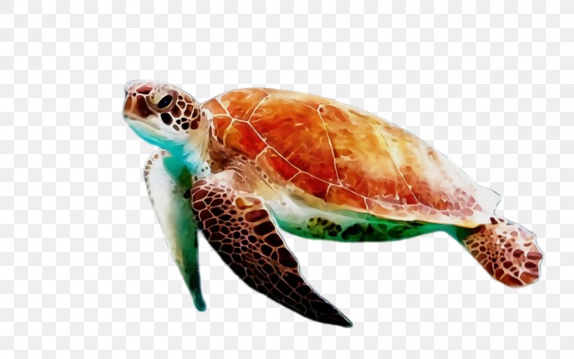 Sea Turtle Hawksbill Sea Turtle Green Sea Turtle Turtle Tortoise, PNG, 2000x1252px, Watercolor, Green Sea Turtle, Hawksbill Sea Turtle, Kemps Ridley Sea Turtle, Loggerhead Sea Turtle Download Free