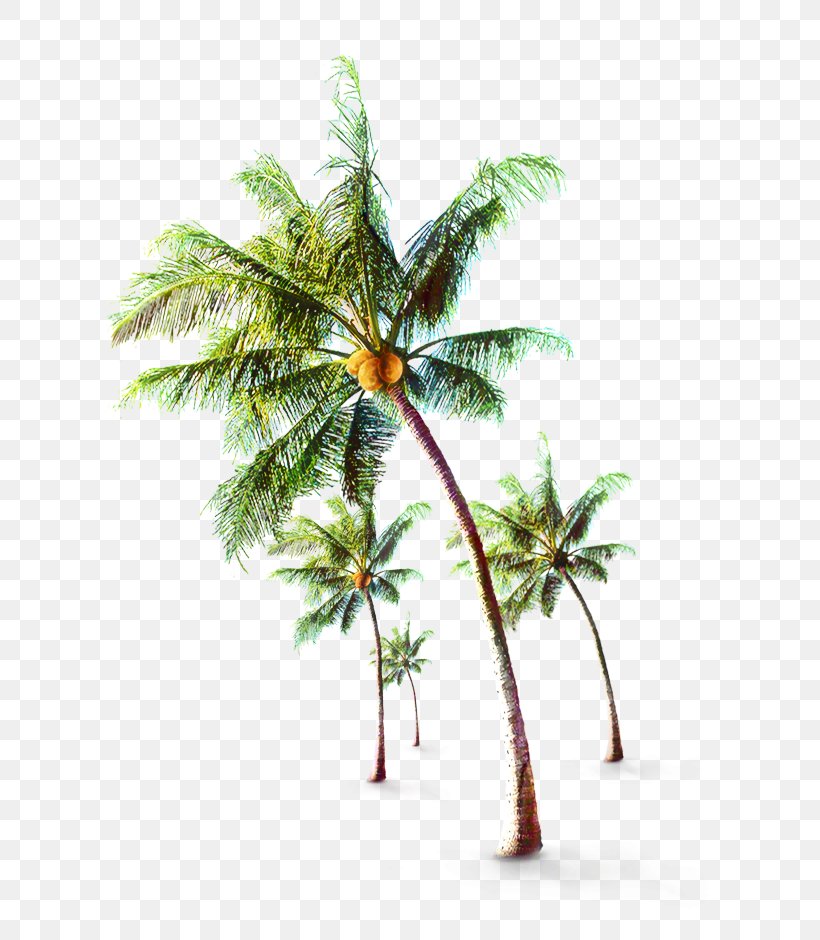 Coconut Leaf Drawing, PNG, 644x940px, Palm Trees, Arecales, Attalea Speciosa, Blue Coconut Tree, Borassus Flabellifer Download Free