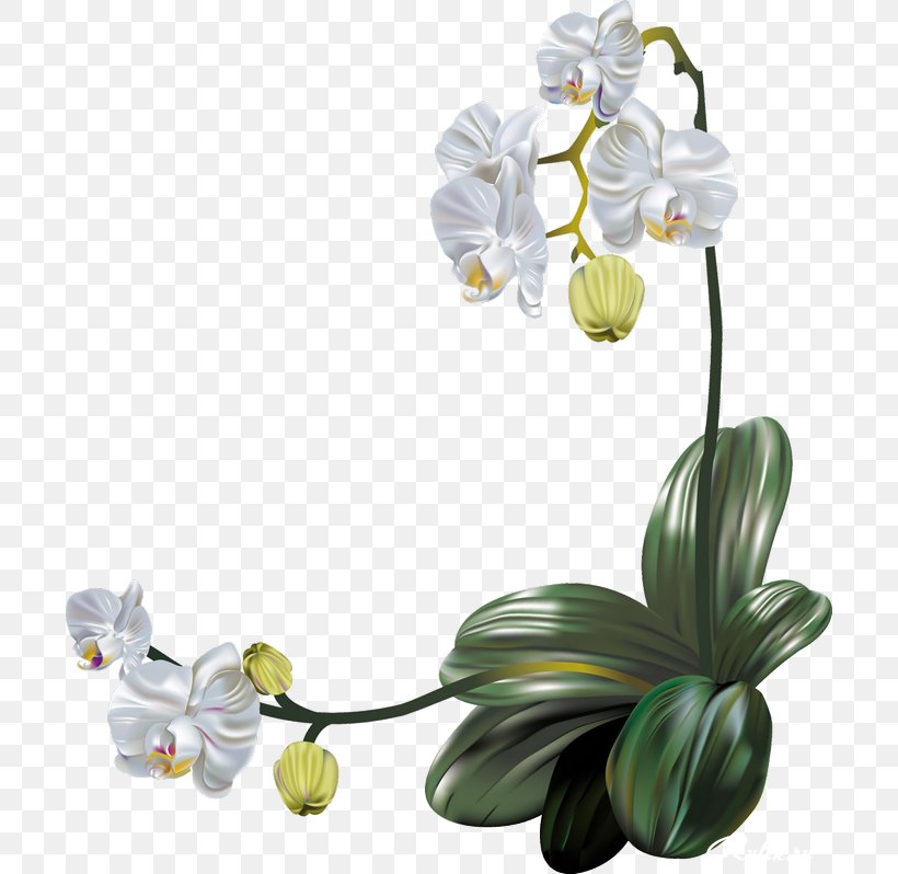 Moth Orchids Flower Clip Art, PNG, 700x798px, Orchids, Artificial Flower, Blog, Cut Flowers, Easter Download Free