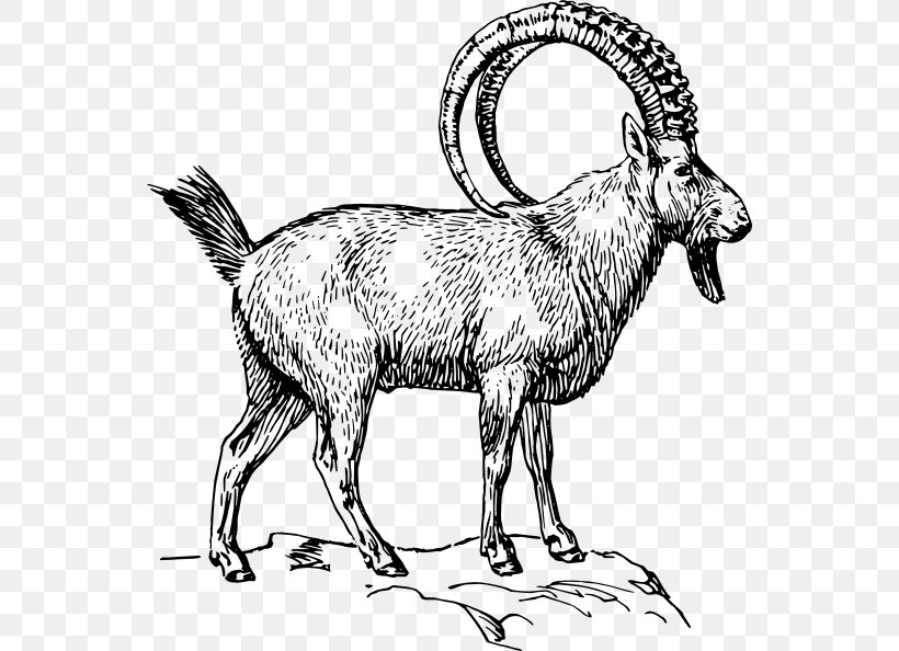 Alpine Ibex Goat Drawing Coloring Book Clip Art, PNG, 552x594px, Alpine Ibex, Animal Figure, Black And White, Color, Coloring Book Download Free