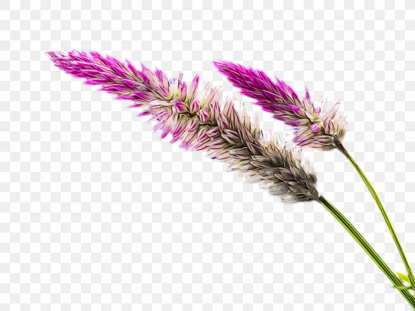 Flower Plant Grass Family Grass Elymus Repens, PNG, 1920x1440px, Spring, Amaranth Family, Elymus Repens, Flower, Grass Download Free