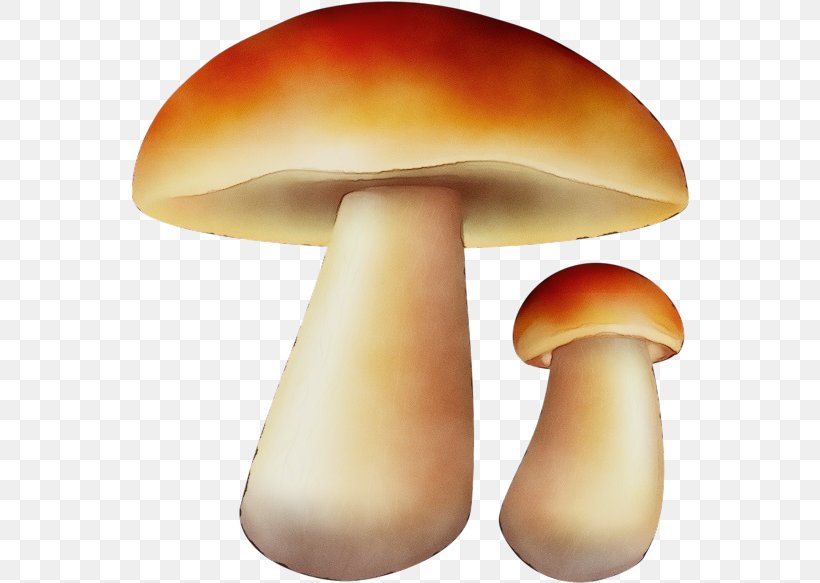 Mushroom Edible Mushroom Agaricomycetes Penny Bun Fungus, PNG, 560x583px, Watercolor, Agaric, Agaricaceae, Agaricomycetes, Agaricus Download Free