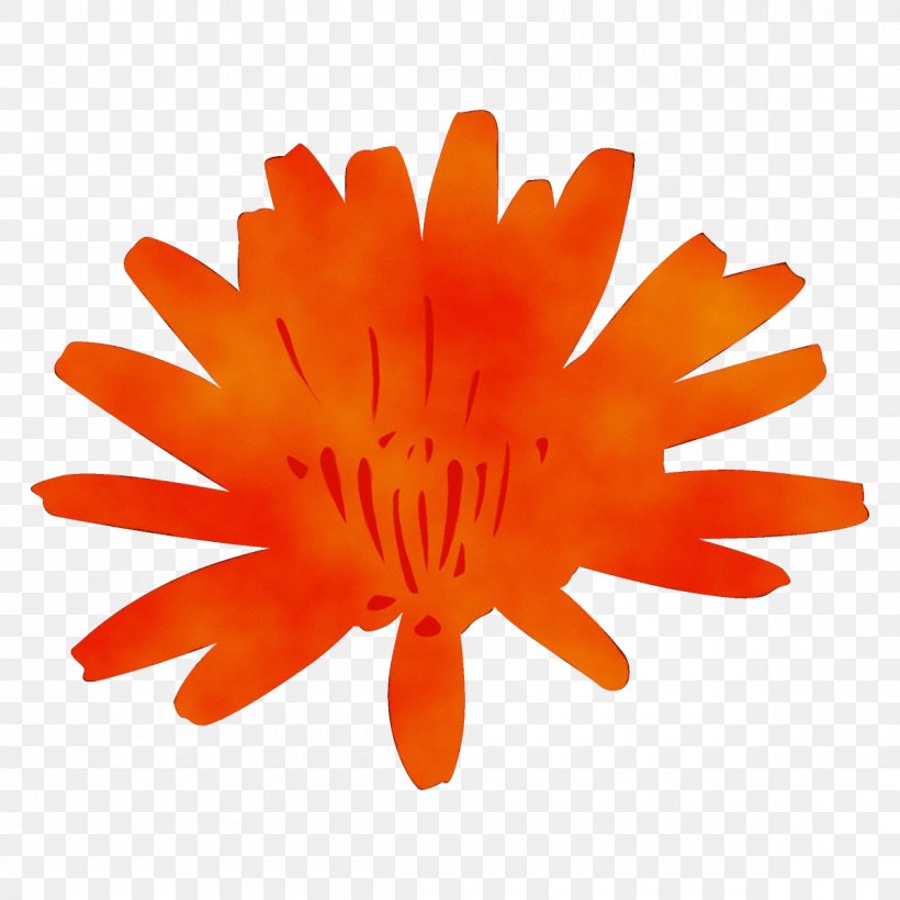Orange, PNG, 1200x1200px, Watercolor, Calendula, English Marigold, Flower, Orange Download Free