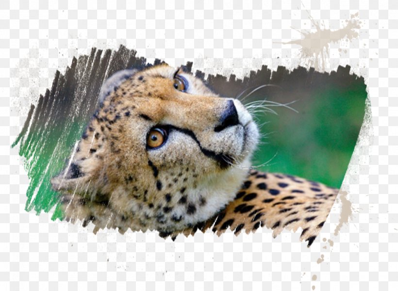 Cheetah Myrtle Beach Safari Tourist Attraction Whiskers, PNG, 1046x766px, Cheetah, Animal, Big Cat, Big Cats, Carnivoran Download Free