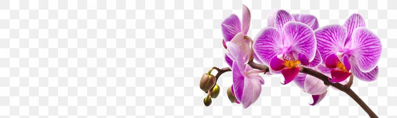 Common Sunflower Lilium Orchids Crocus, PNG, 1170x350px, Flower, Asia, Asian People, Birdofparadise, Common Sunflower Download Free