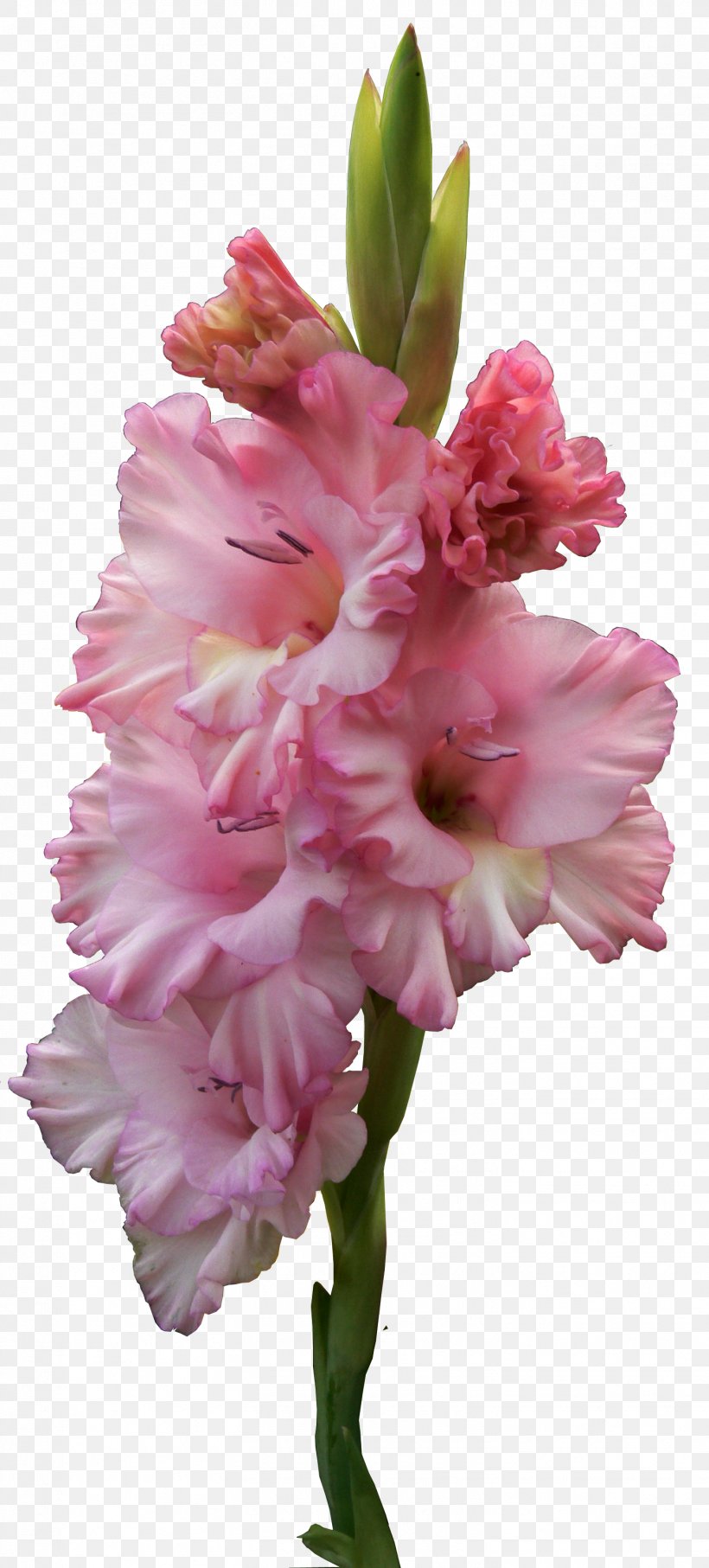 Flower Clip Art, PNG, 1452x3212px, Flower, Cut Flowers, Digital Data, Digital Image, Flowering Plant Download Free