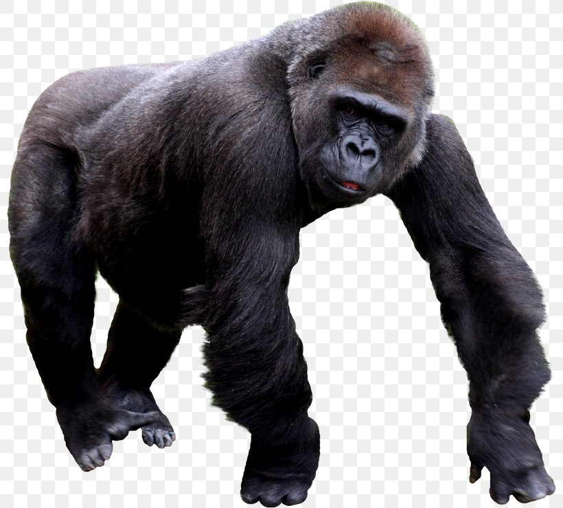 Gorilla Chimpanzee, PNG, 800x740px, Gorilla, Chimpanzee, Common Chimpanzee, Fur, Great Ape Download Free