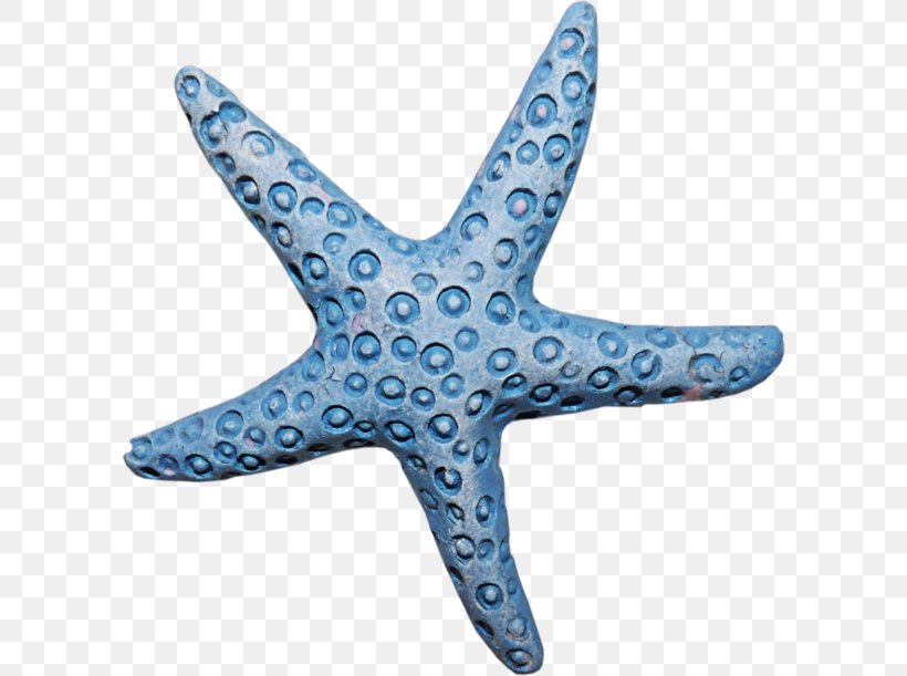 Starfish Invertebrate Echinoderm Clip Art, PNG, 600x611px, Starfish, Animal, Blue Sea Star, Echinoderm, Invertebrate Download Free
