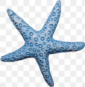 Starfish Invertebrate Echinoderm Clip Art PNG