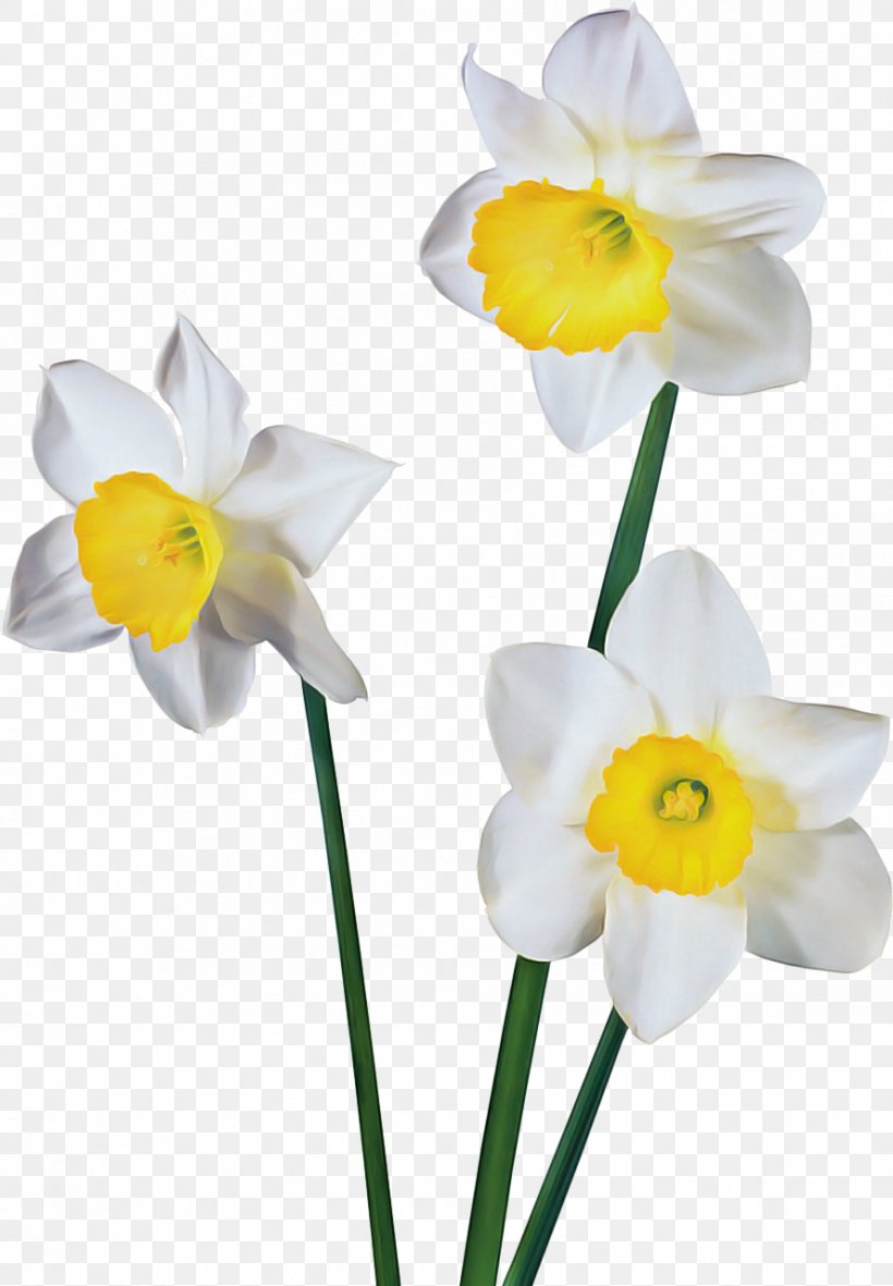 Flowers Background, PNG, 888x1280px, Cut Flowers, Amaryllis Family, Flower, Narcissus, Paperwhite Download Free