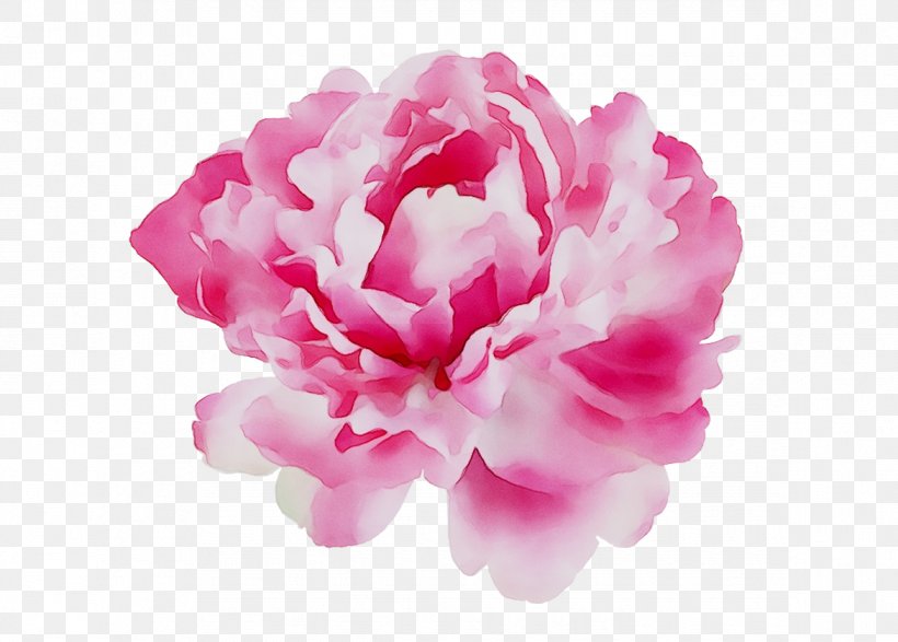 Peony Perfume Calvin Klein Aroma Cut Flowers, PNG, 1171x839px, Peony, Aroma, Cabbage Rose, Calvin Klein, Chinese Peony Download Free