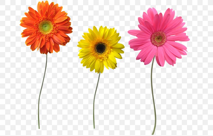 Transvaal Daisy Stock Photography, PNG, 800x522px, Transvaal Daisy, Can Stock Photo, Cut Flowers, Daisy Family, Darkness Download Free