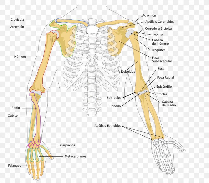 Arm Human Skeleton Radius Humerus Bone, PNG, 1200x1052px, Watercolor, Cartoon, Flower, Frame, Heart Download Free