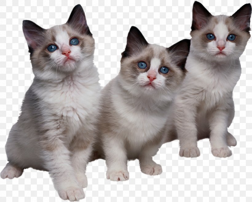 Kitten Ragdoll Tri Kotenka Clip Art, PNG, 1200x962px, Kitten, Aegean Cat, American Wirehair, Asian, Black Cat Download Free