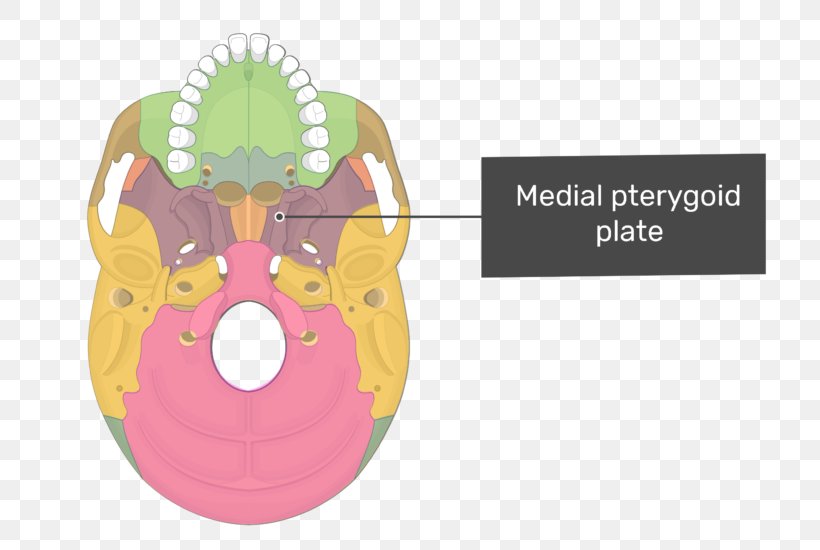 Pterygoid Processes Of The Sphenoid Pterygoid Hamulus Lateral Pterygoid Muscle Medial Pterygoid Muscle Sphenoid Bone, PNG, 738x550px, Watercolor, Cartoon, Flower, Frame, Heart Download Free