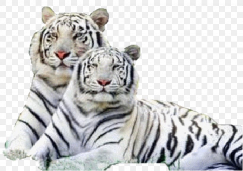 Siberian Tiger Bengal Tiger Felidae White Tiger, PNG, 980x689px, Siberian Tiger, Animal, Bengal, Bengal Tiger, Big Cat Download Free