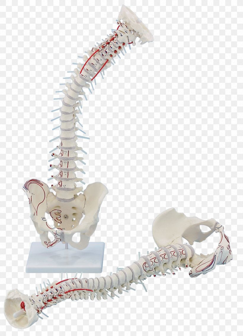 Vertebral Column Anatomy Hip Bone Pelvis Laser Therapy, PNG, 866x1200px, Watercolor, Cartoon, Flower, Frame, Heart Download Free