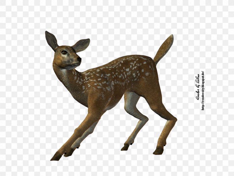 White-tailed Deer Stock Photography Royalty-free, PNG, 1200x900px, Whitetailed Deer, Animal Figure, Antelope, Antler, Deer Download Free