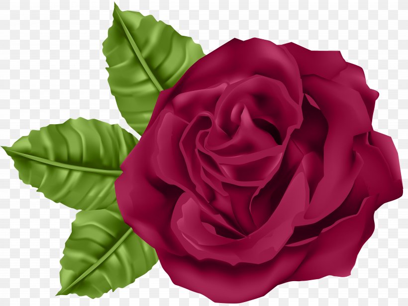 Garden Roses Centifolia Roses Clip Art, PNG, 8000x6019px, Flower, Animation, Blog, Centifolia Roses, China Rose Download Free