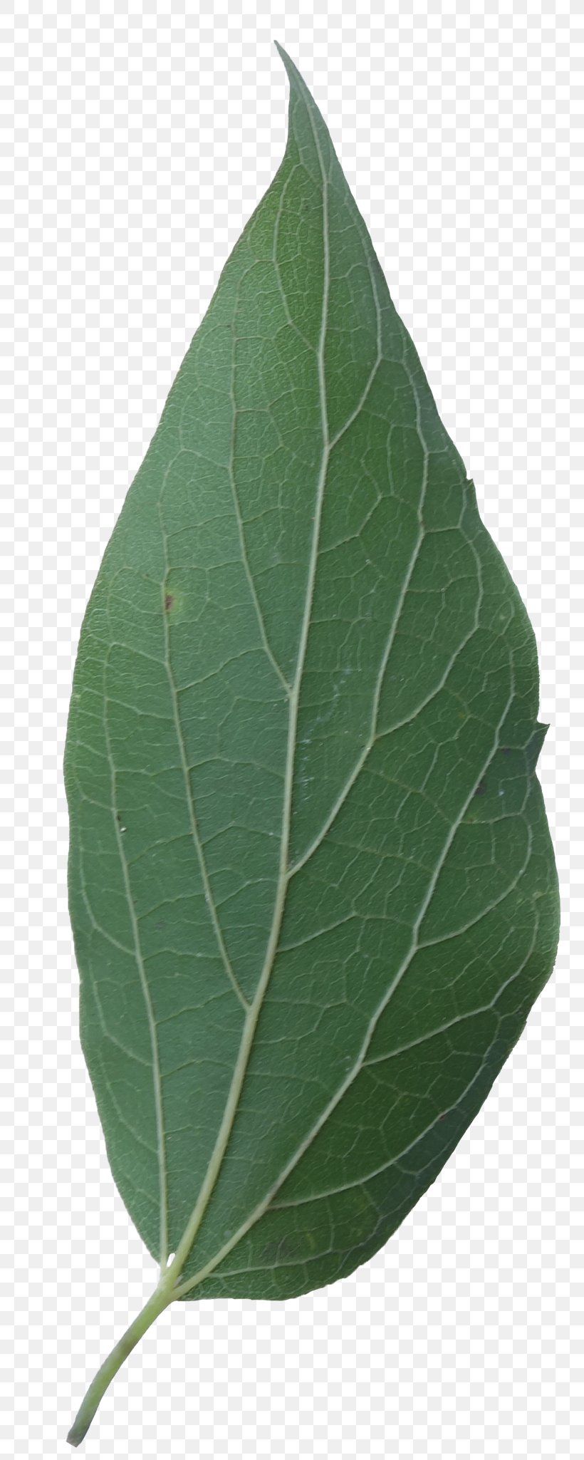 Leaf Sugarberry Hackberry Tree Eastern Cottonwood, PNG, 800x2049px, Leaf, Bark, Birch, Celtis Australis, Cottonwood Download Free