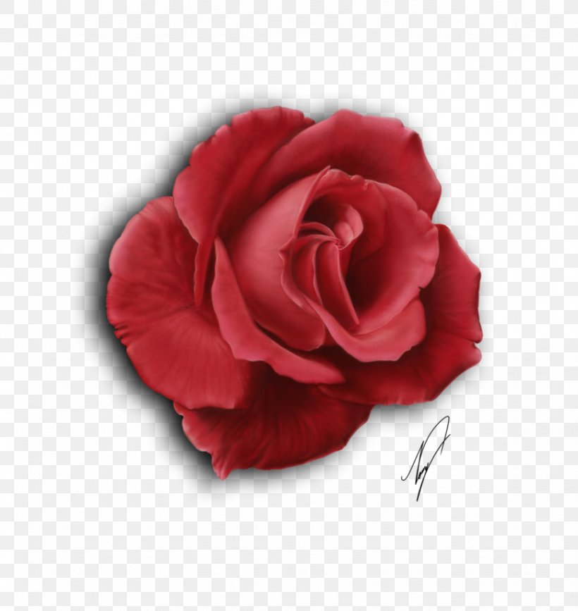 Moss Rose Drawing Art Clip Art, PNG, 869x919px, Moss Rose, Art, Blog, Centifolia Roses, Cut Flowers Download Free