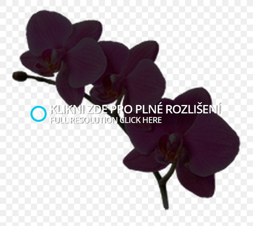 Moth Orchids Artificial Flower, PNG, 778x732px, Moth Orchids, Artificial Flower, Flower, Magenta, Moth Orchid Download Free