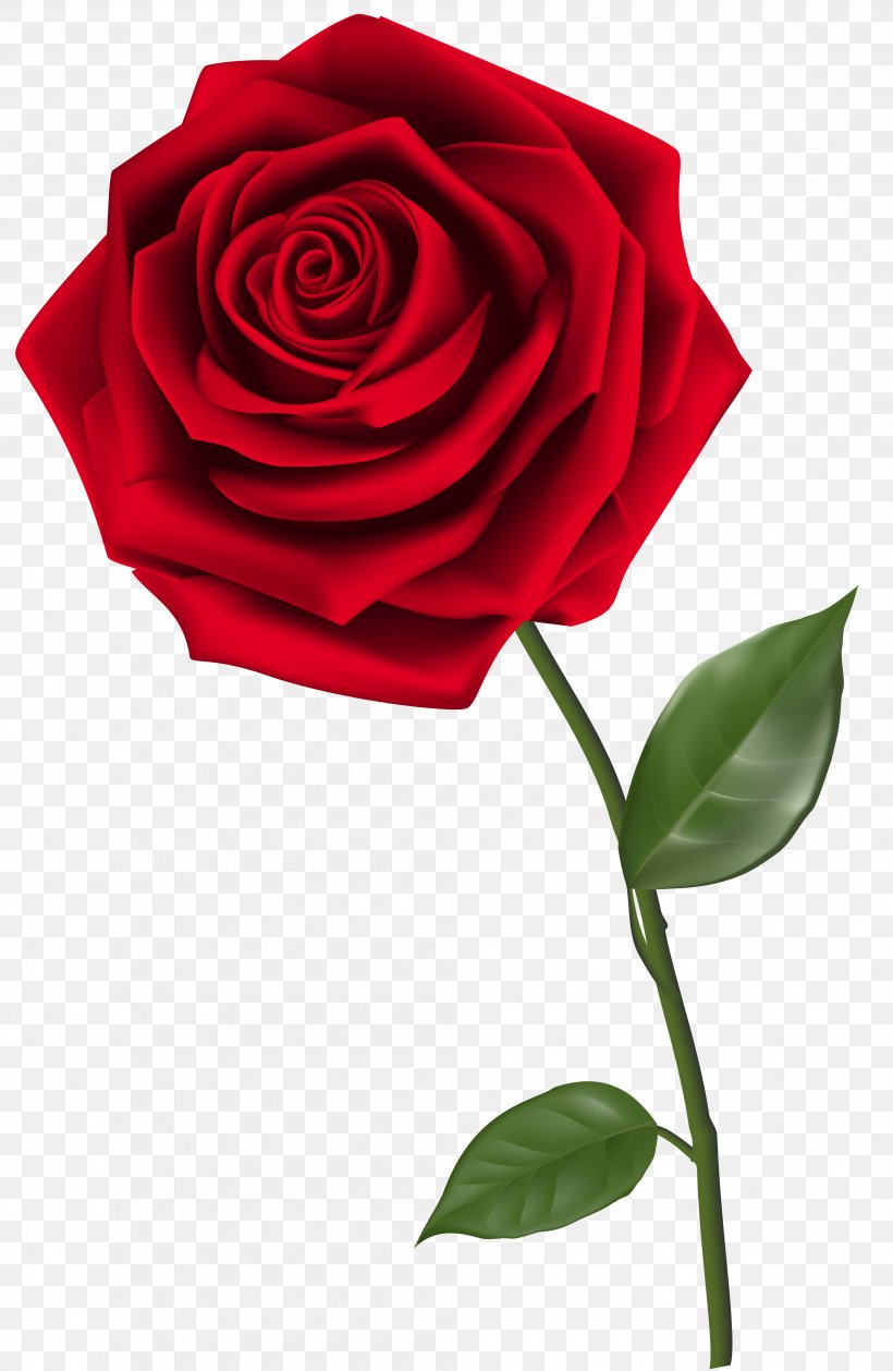 Rose Clip Art, PNG, 4026x6181px, Rose, Cut Flowers, Flora, Floral Design, Floristry Download Free