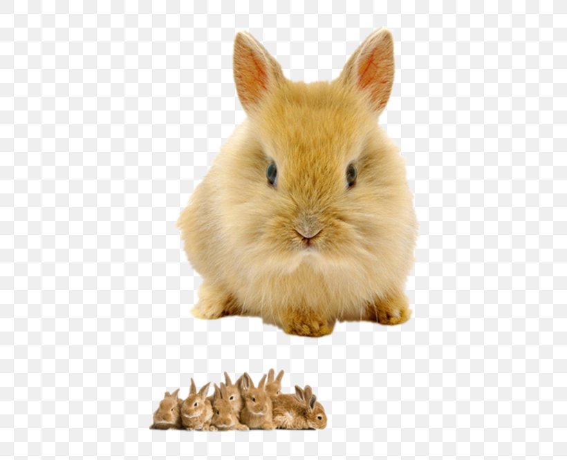 Rabbit High-definition Television High-definition Video 1080p Wallpaper, PNG, 500x666px, 4k Resolution, Rabbit, Display Resolution, Domestic Rabbit, Fauna Download Free