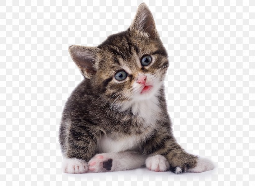 Cat Kitten Veterinarian Pet, PNG, 916x667px, Cat, American Shorthair, American Wirehair, Asian, California Spangled Download Free