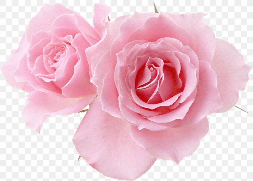 Flower Pink Garden Roses Desktop Wallpaper, PNG, 1200x861px, Flower, Bud, China Rose, Cut Flowers, Drawing Download Free