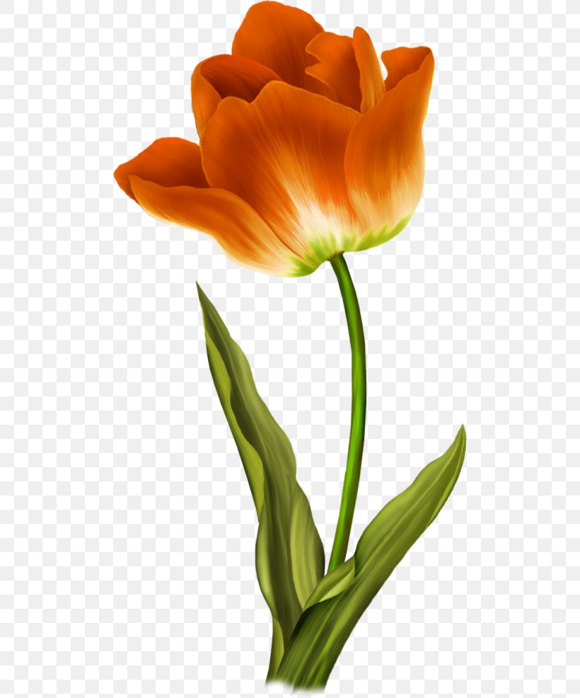Flower Wild Tulip Painting, PNG, 500x986px, Flower, Art, Botany, Cut Flowers, Flowering Plant Download Free