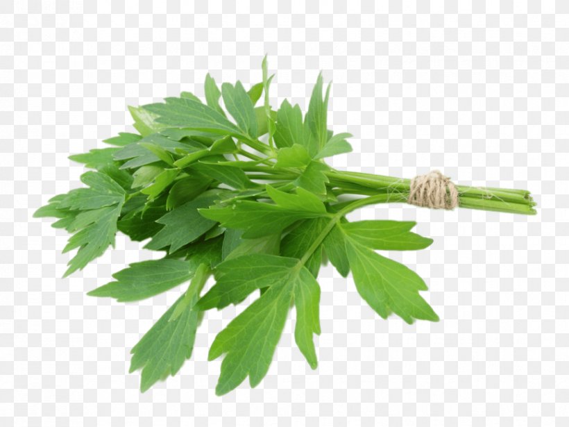 Lovage Herb Celery Parsley Vegetable, PNG, 866x650px, Lovage, Celery, Chives, Cooking, Food Download Free