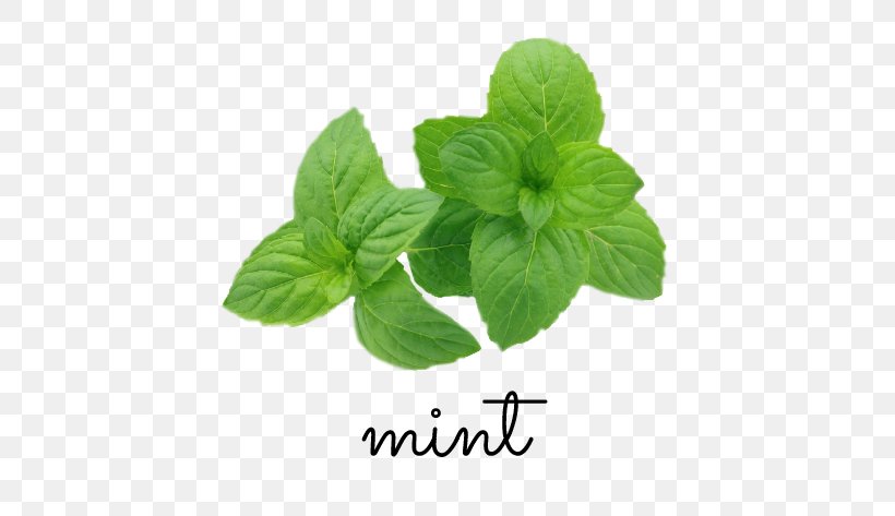 The Peppermint Supplement: Alternative Medicine For A Healthy Body Basil Mojito Wild Mint, PNG, 630x473px, Basil, Herb, Herbalism, Ingredient, Leaf Download Free