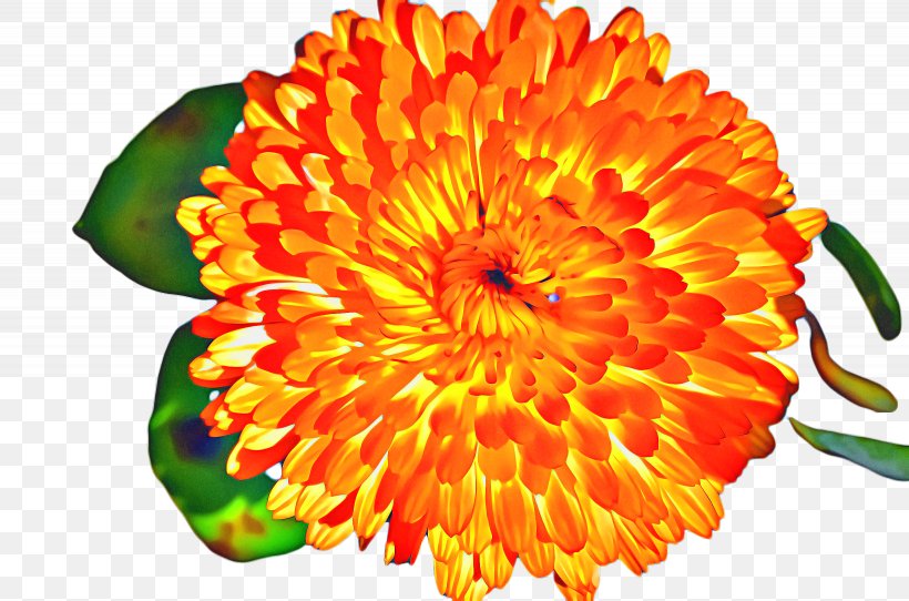 Flowers Background, PNG, 2460x1628px, Marigold, Bloom, Blossom, Chrysanthemum, Common Zinnia Download Free