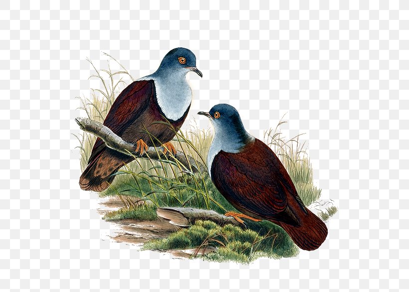 The Birds Of Australia Cygnini, PNG, 571x586px, Bird, Art, Beak, Birds Of Australia, Computer Graphics Download Free
