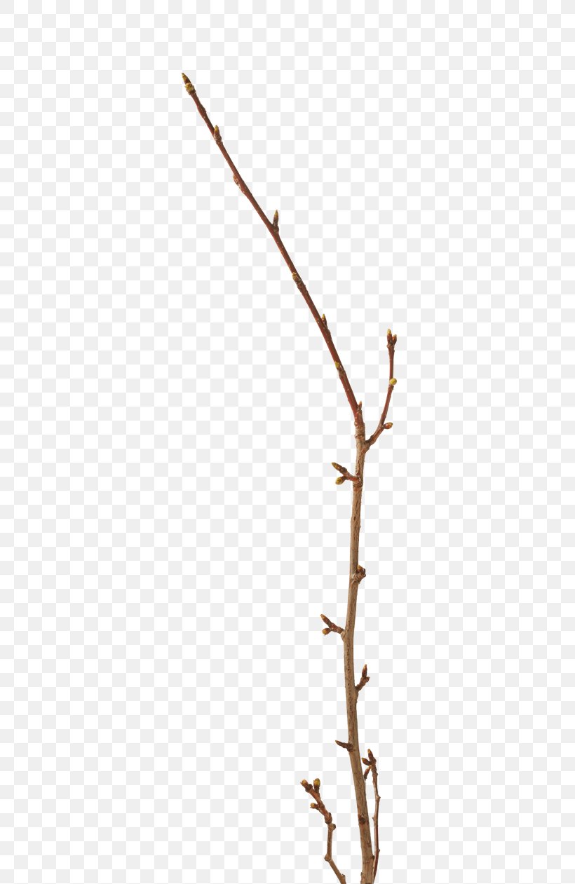 Twig Plant Stem Leaf Line, PNG, 500x1261px, Twig, Branch, Leaf, Plant, Plant Stem Download Free