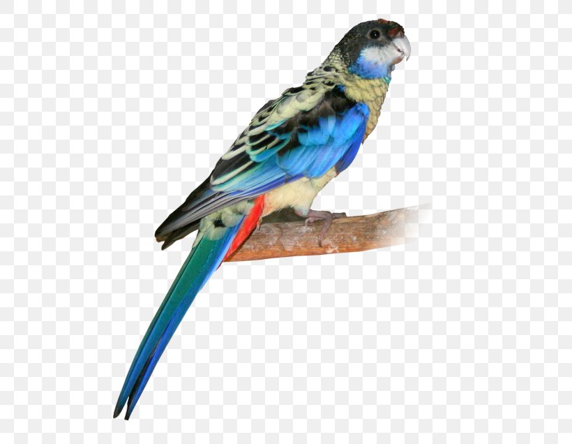 Budgerigar Lovebird Northern Rosella Eastern Rosella, PNG, 497x636px, Budgerigar, Australian Ringneck, Beak, Bird, Common Pet Parakeet Download Free