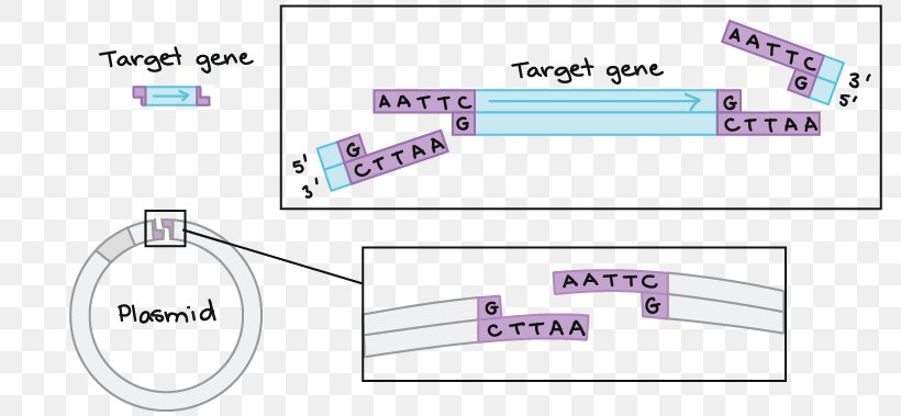 Fragmentation Header Box - Cloning DNA Biotechnology Gene Biology PNG