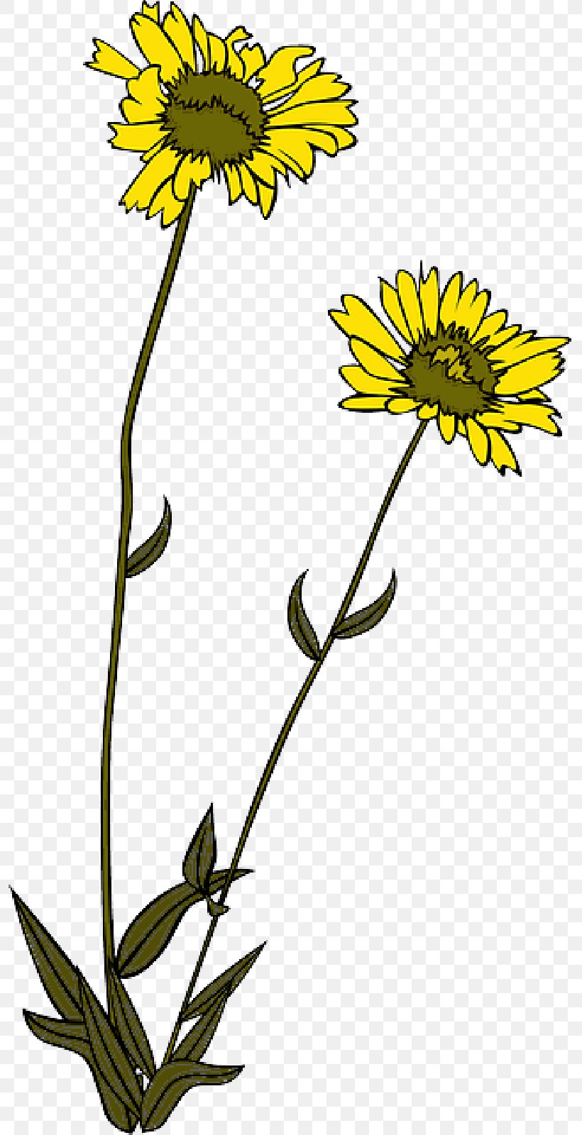 Drawing Of Family, PNG, 800x1600px, Wildflower, Chamomile, Crepis Paludosa, Daisy Family, Dandelion Download Free