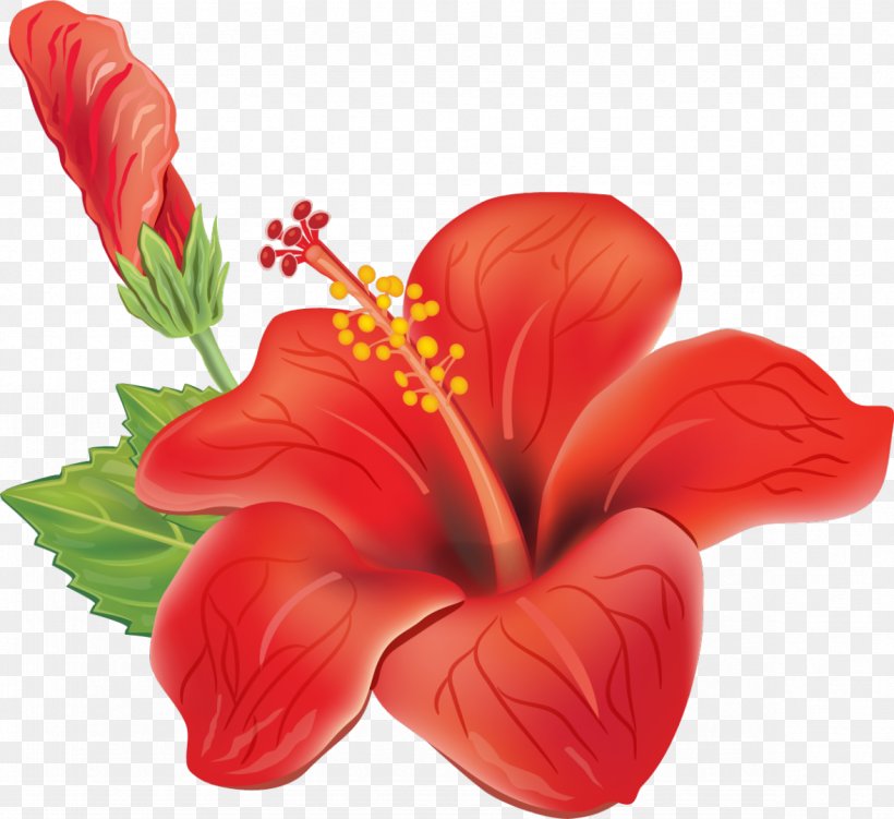 Flower Clip Art, PNG, 1178x1080px, Flower, China Rose, Chinese Hibiscus, Color, Cut Flowers Download Free