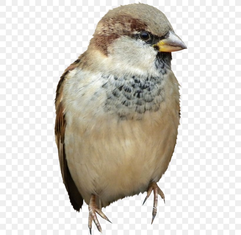 House Sparrow Bird Shapeshifting Clip Art, PNG, 457x798px, House Sparrow, American Sparrows, Animal, Beak, Bird Download Free