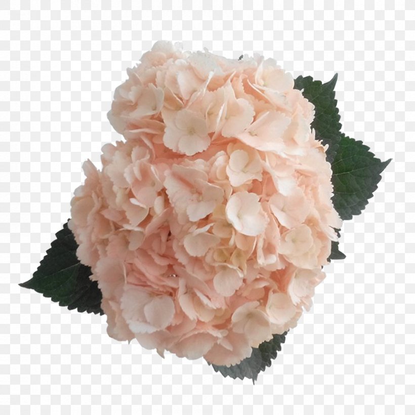 Hydrangea Peach Pink Rose Color, PNG, 900x900px, Hydrangea, Artificial Flower, Blue, Color, Cornales Download Free